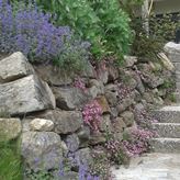 Tuin Stella Alpina 05